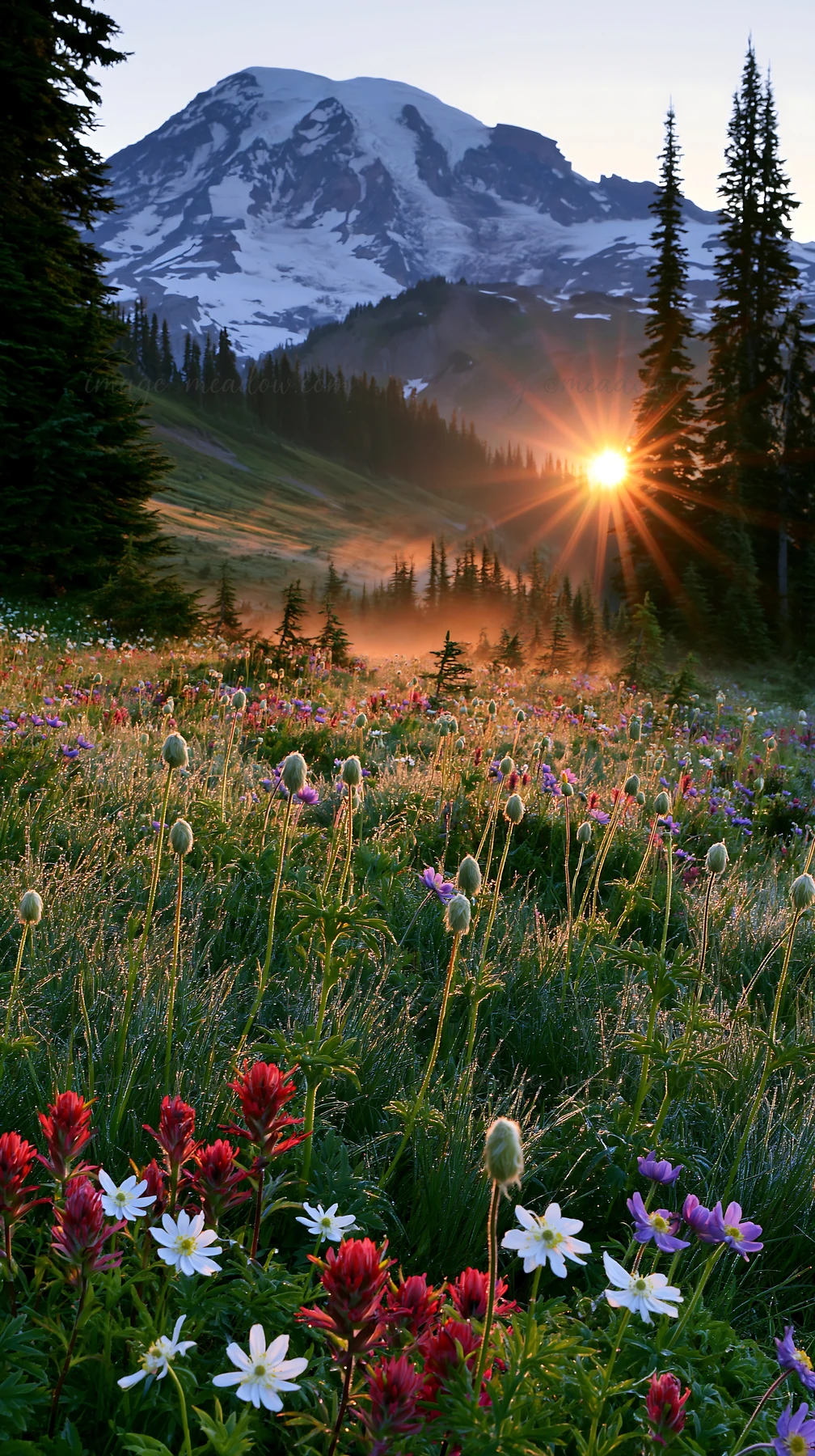 Bright wildflowers cover the meadow at Mount Rainier as the sun rises. The sunlight creates a warm glow over the landscape and highlights the mountains in the b