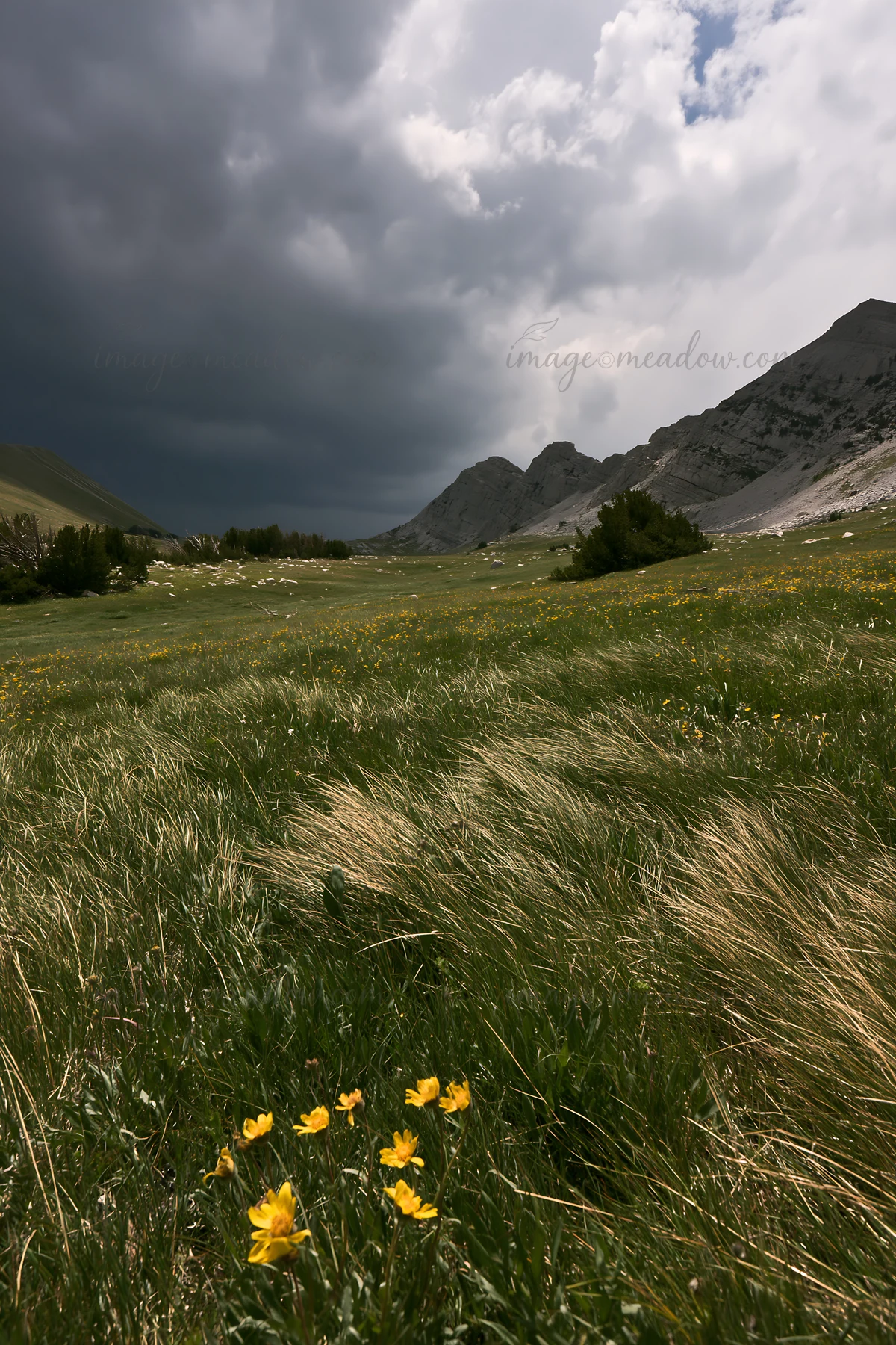 A meadow located in a mountain pass features grass and yellow flowers under a cloudy sky. The location shows rugged mountains in the distance, suggesting a natu