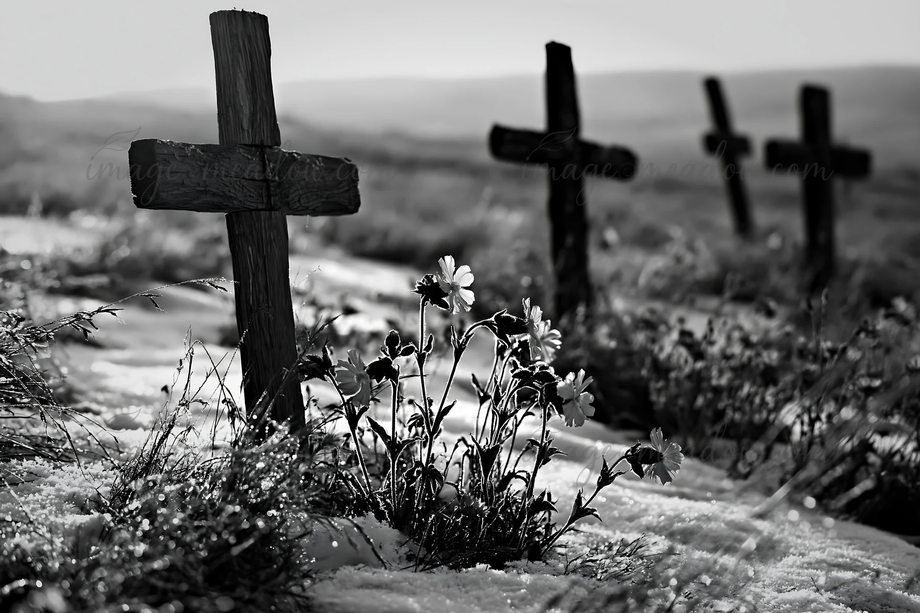 Several Christian crosses stand in a snowy meadow. Flowers grow near one of the crosses, contrasting with the white snow. The scene captures a quiet moment in n