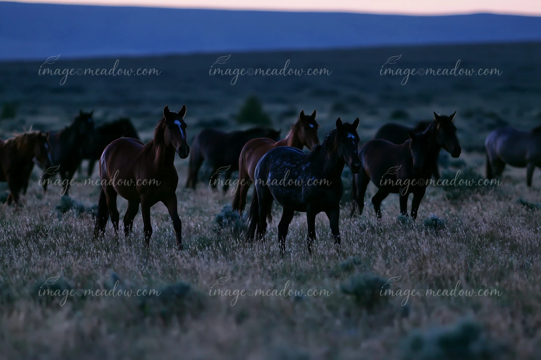 Mustangs crossing a moonlit prairie are moving through tall grass under a darkening sky.