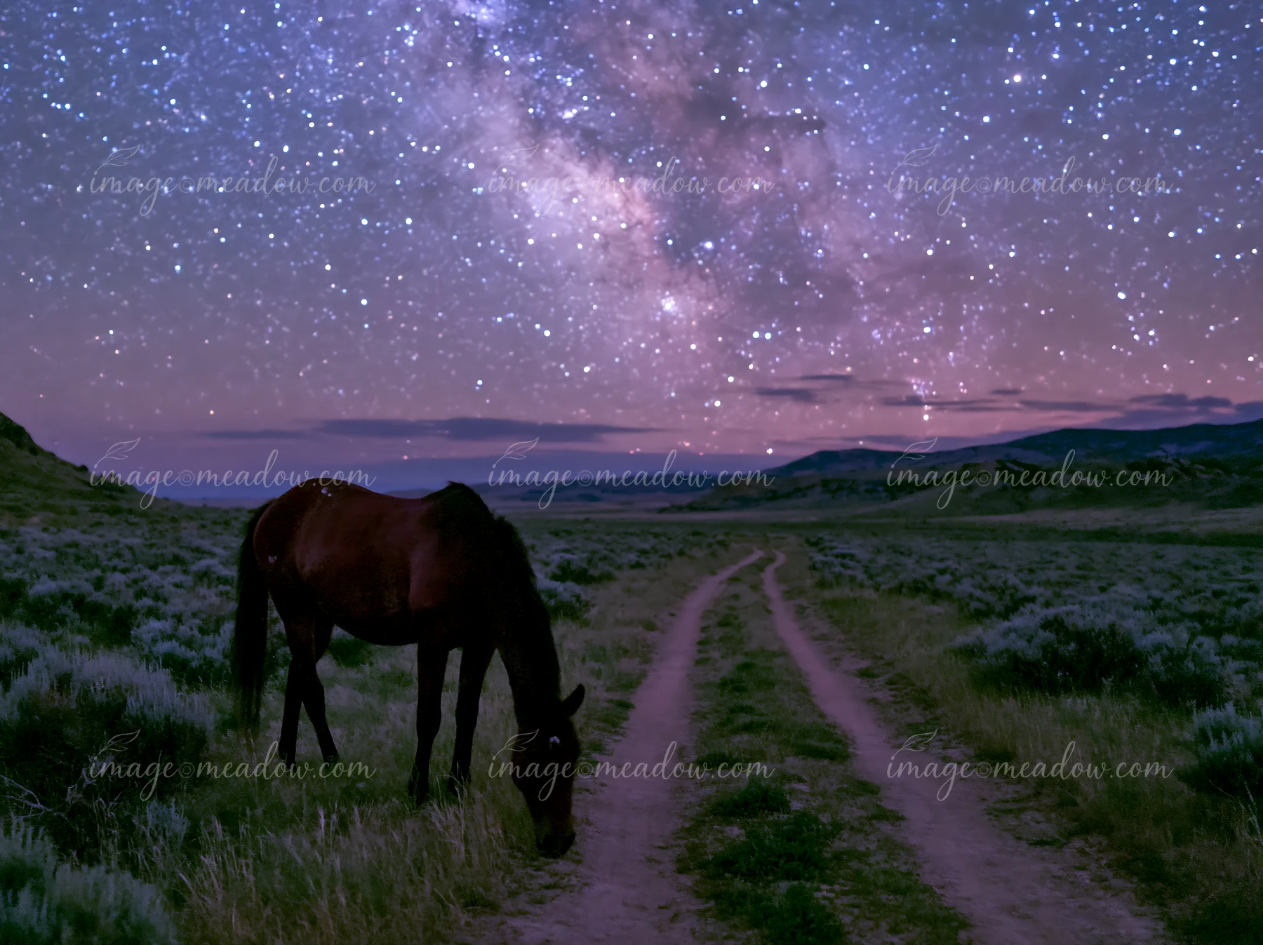 Mustangs graze in a grassy field under a starry night sky.