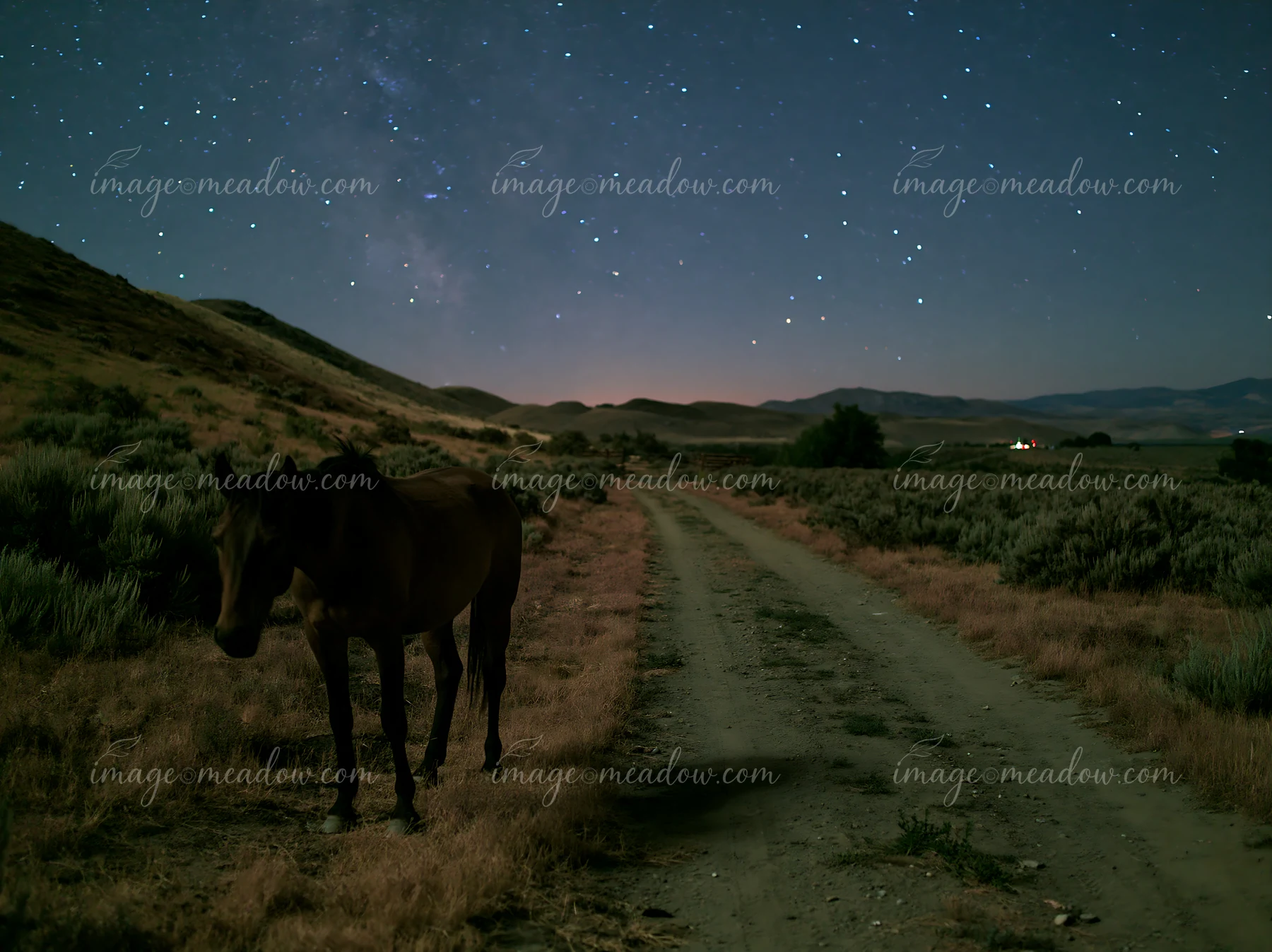 Mustangs graze quietly under a starry sky in a desert setting.