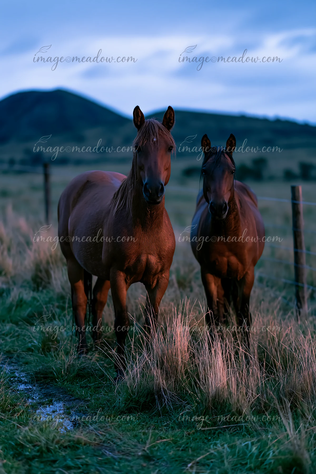 Mustangs roaming across a nighttime grassland landscape with tall grass and gentle hills in the background.