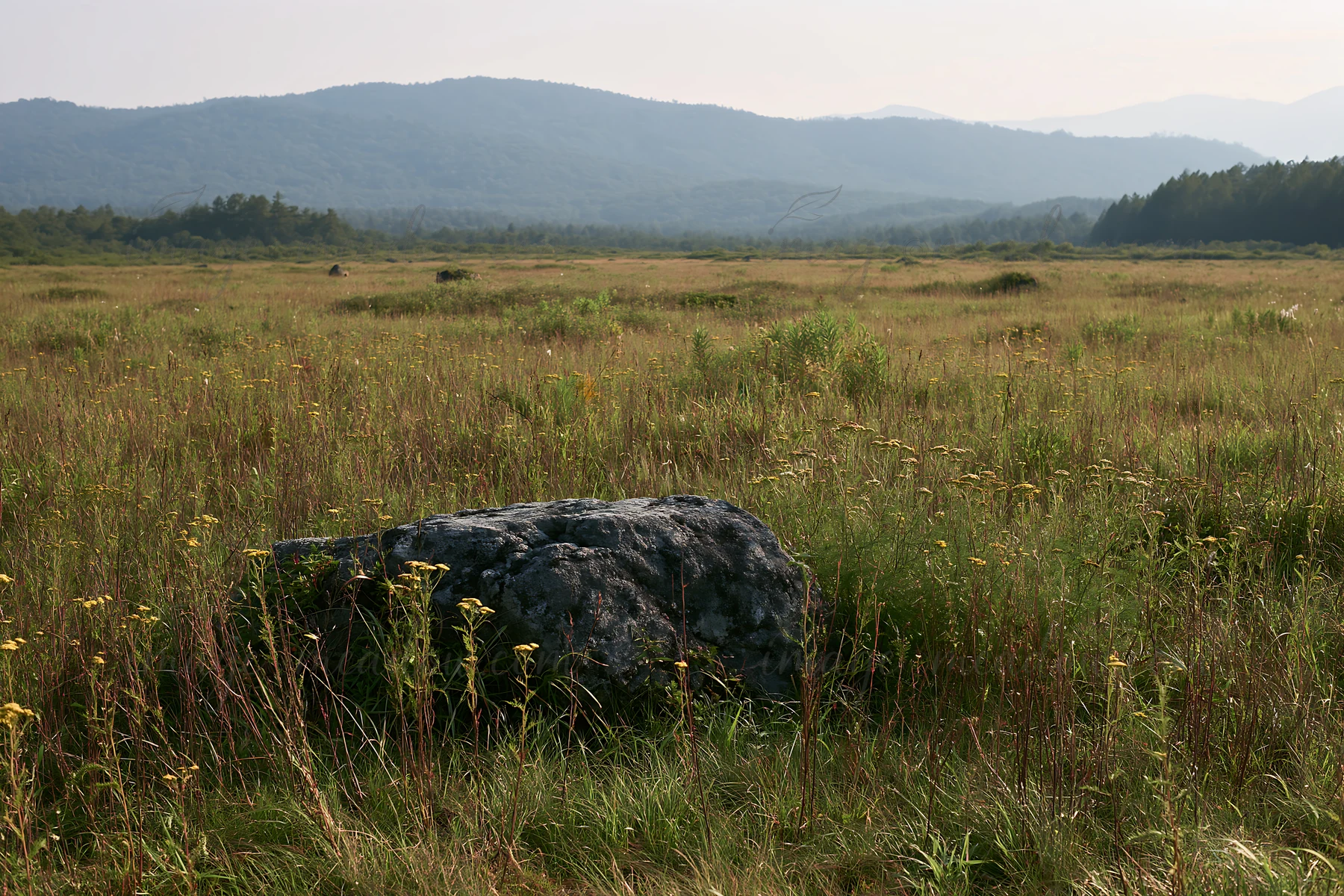 A granite boulder is located in a drought resilient meadow in Nagano. Grasses and wildflowers surround the boulder, and the mountains form a backdrop under a cl