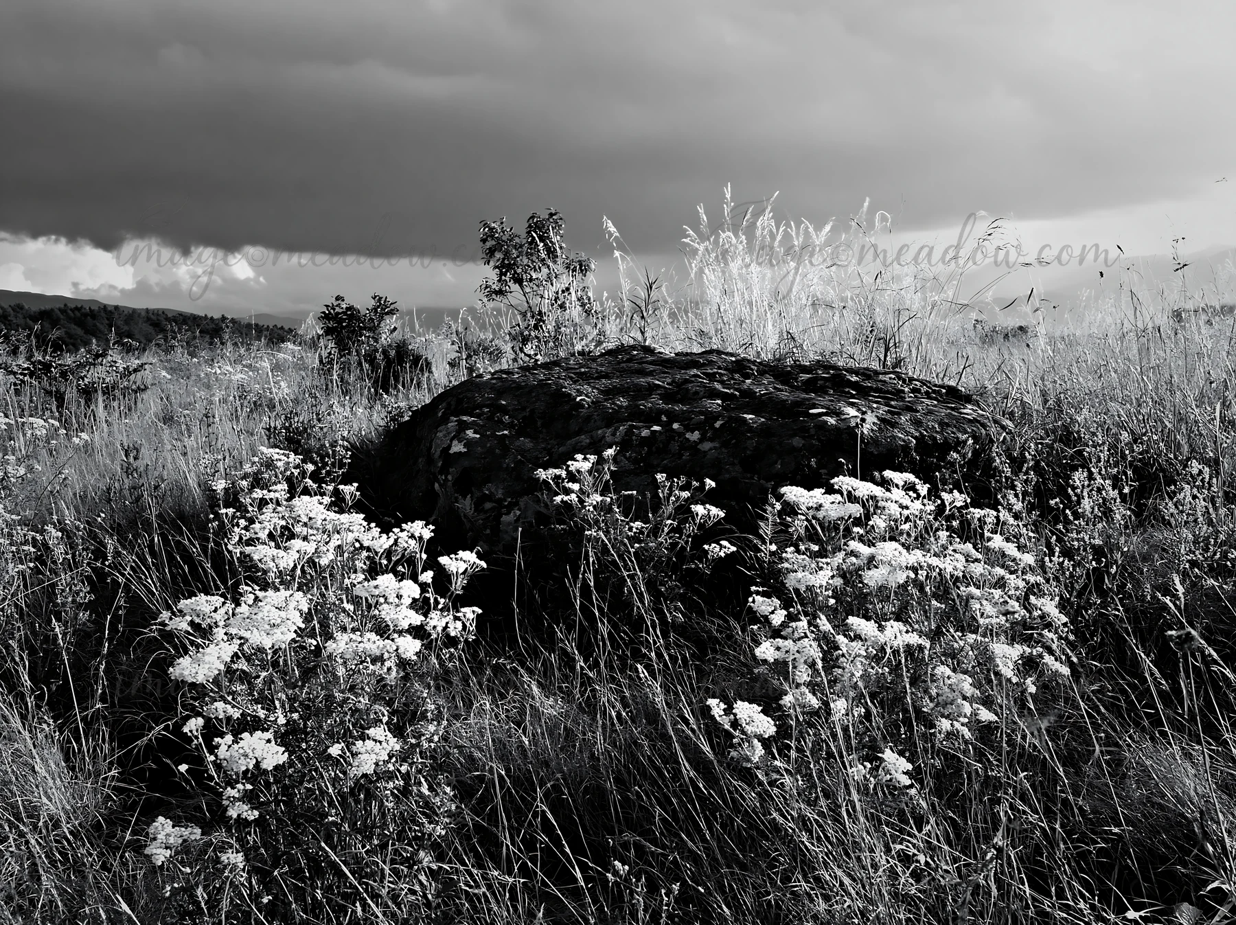 A boulder sits in a meadow in Nagano, surrounded by dry grasses and blooming wildflowers under a cloudy sky. The landscape shows signs of drought conditions. Pr