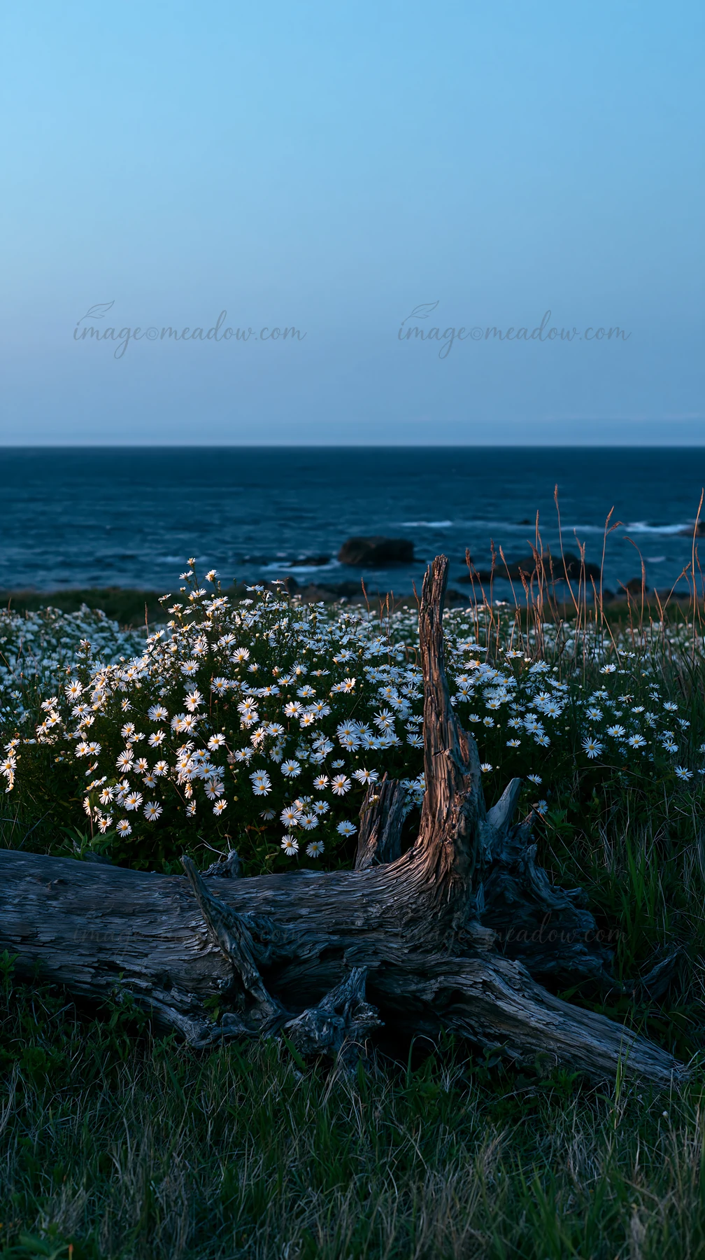 Driftwood lies in the foreground of a coastal meadow in Nagasaki. The sea is visible in the background with white flowers blooming. The scene captures the natur