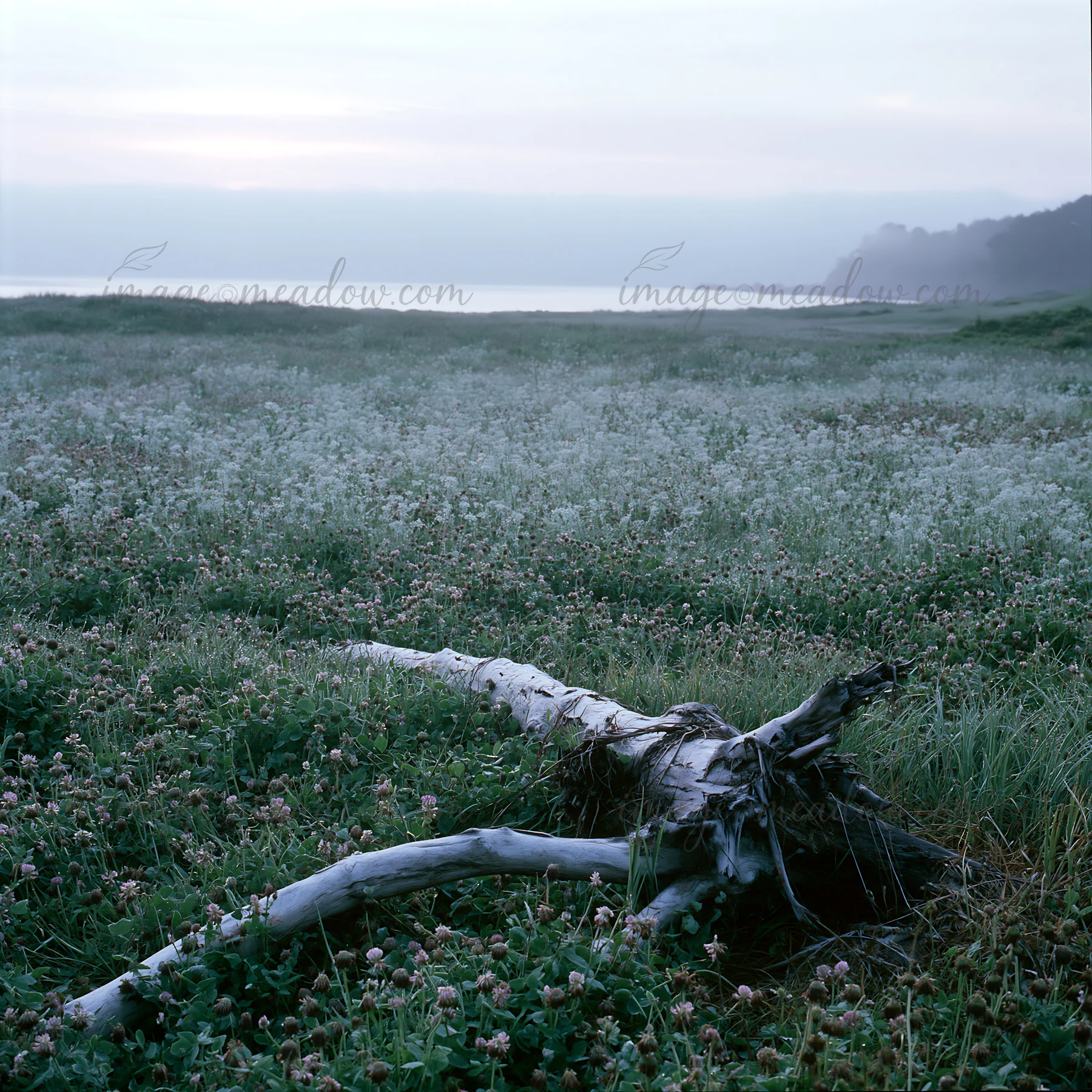 A driftwood log lies on a coastal meadow in Nagasaki, surrounded by grass and small flowers. Morning light softly illuminates the landscape as the water is visi