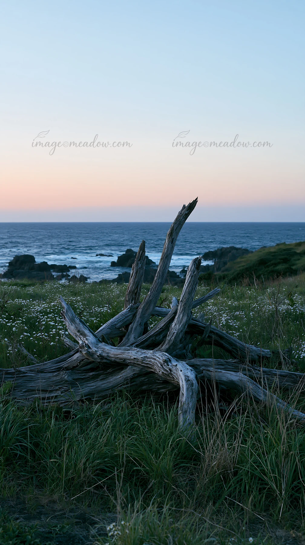 Driftwood rests in a coastal meadow in Nagasaki, Japan. The scene shows the grass and flowers under a colorful sky as the sun sets over the ocean, creating a se