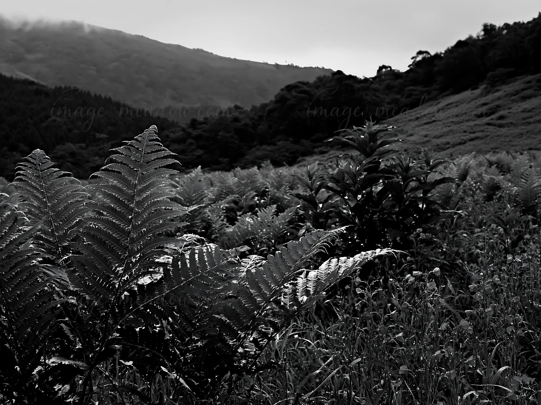 A summer meadow in Nara features lush ferns in the foreground along with scattered blue flowers. Gentle hills with trees are visible in the background under clo