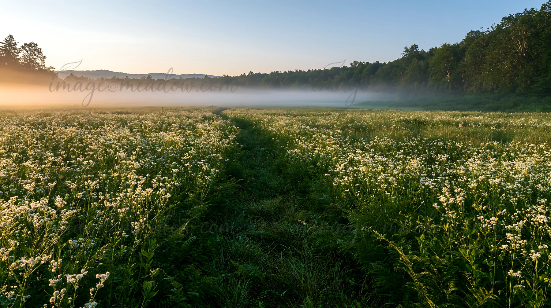 A meadow in Nara features a dense field of flowers with ferns in the foreground. Morning fog hangs over the landscape as the sun rises, creating a soft light.