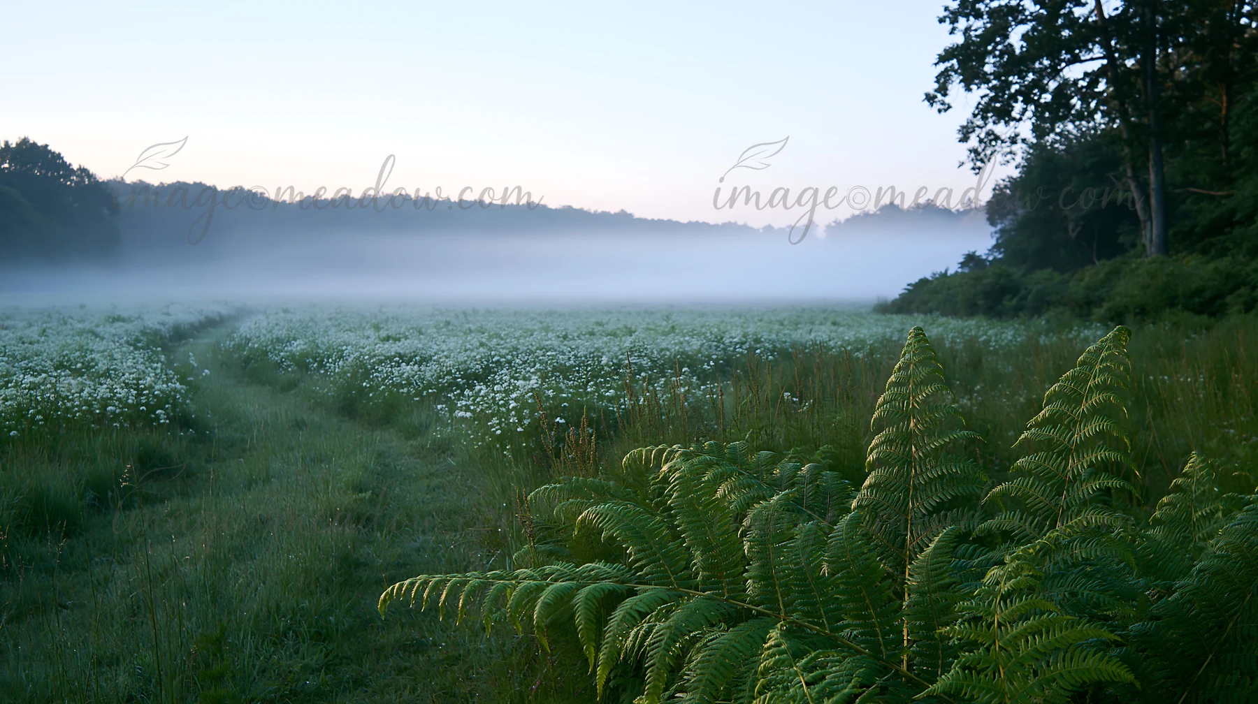 A view of a summer meadow in Nara shows a thick fern in the foreground with mist hanging over the field. The landscape features greenery and wildflowers in soft