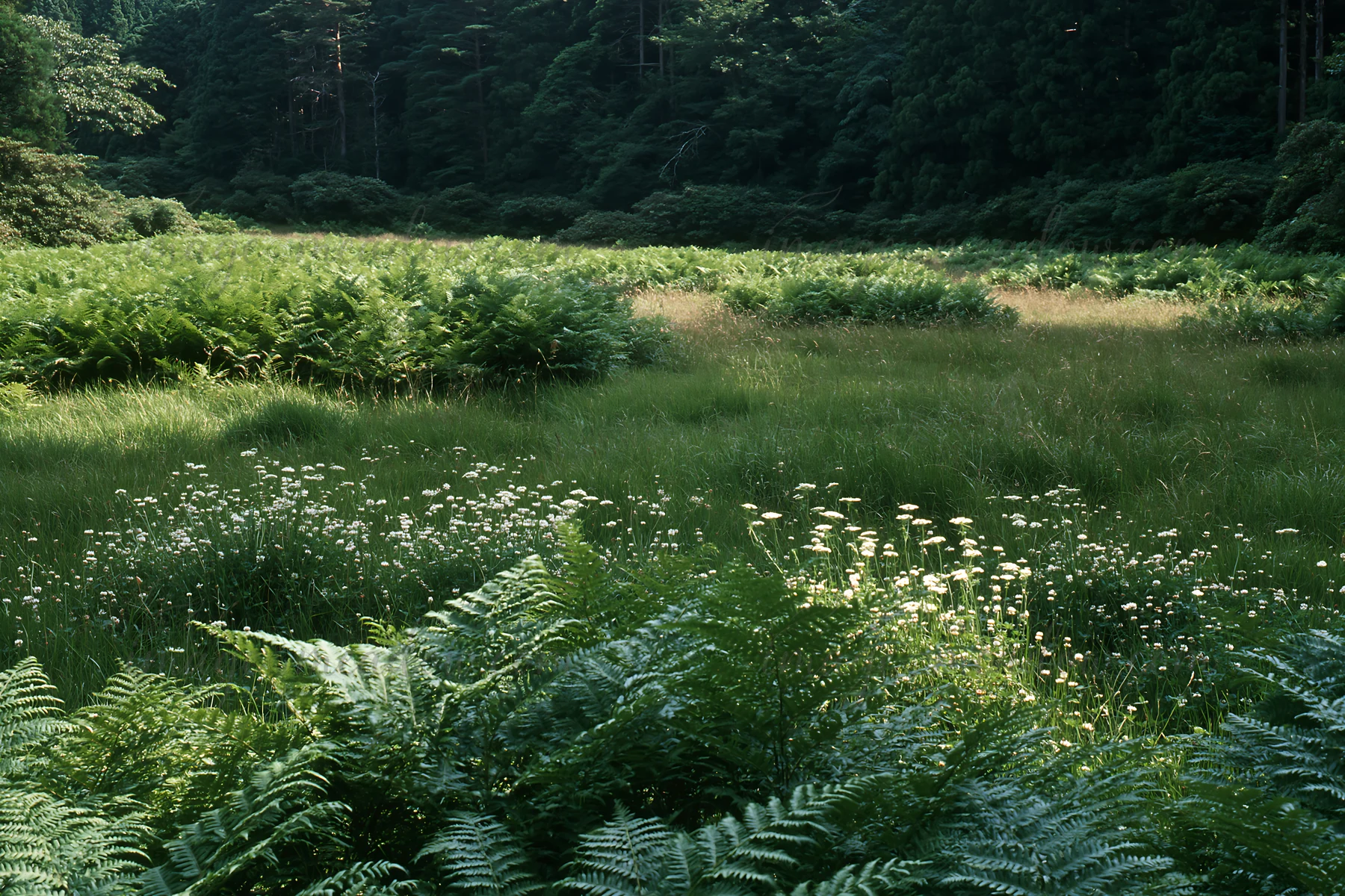 A meadow in Nara features lush ferns in the foreground and tall grass in the background. The scene is illuminated by natural sunlight filtering through trees.