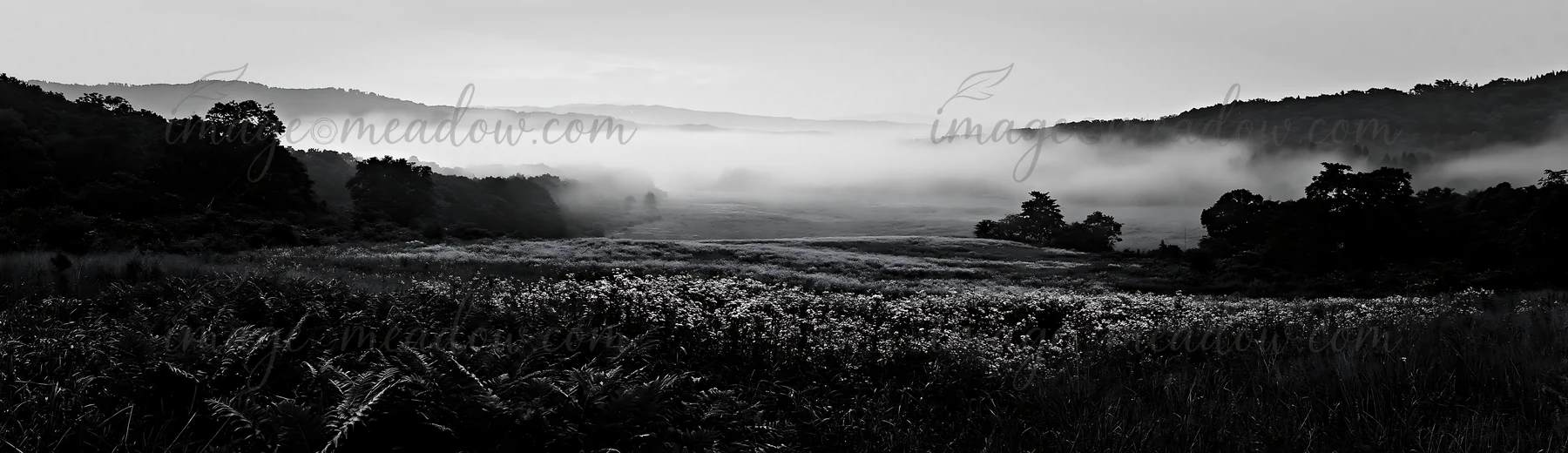 A summer meadow in Nara features a foreground of green ferns. Mist rises over the landscape at dawn, creating a soft atmosphere. The hills can be seen in the di