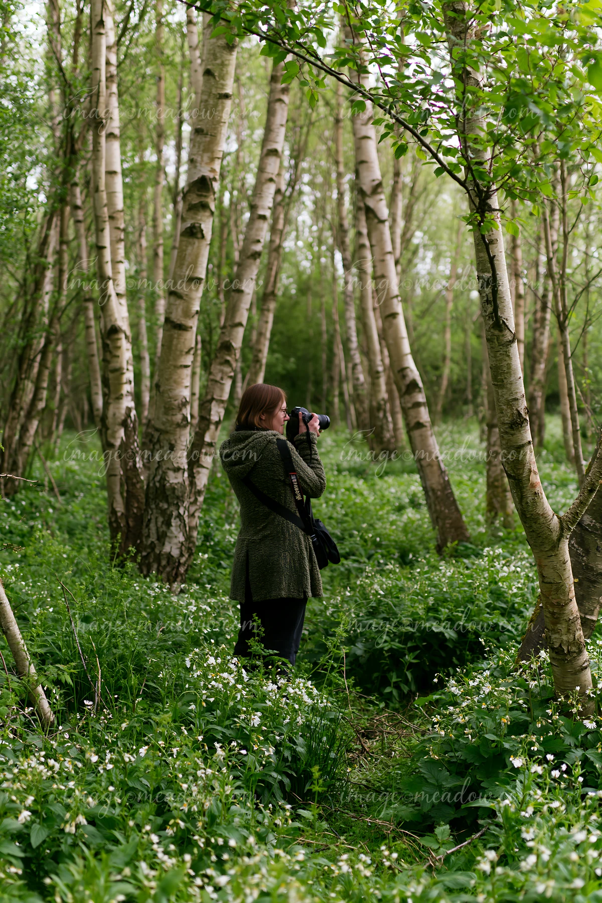 Nature photographer taking pictures among white wildflowers and slender birch trees in a green woodland.