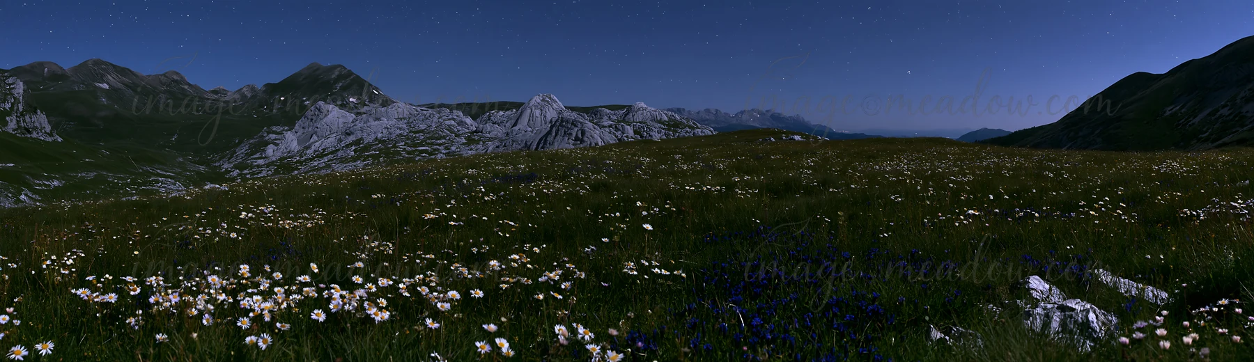 A meadow covered with various flowers blooms at night. The sky is filled with stars, and mountains rise in the background. The scene captures the natural beauty