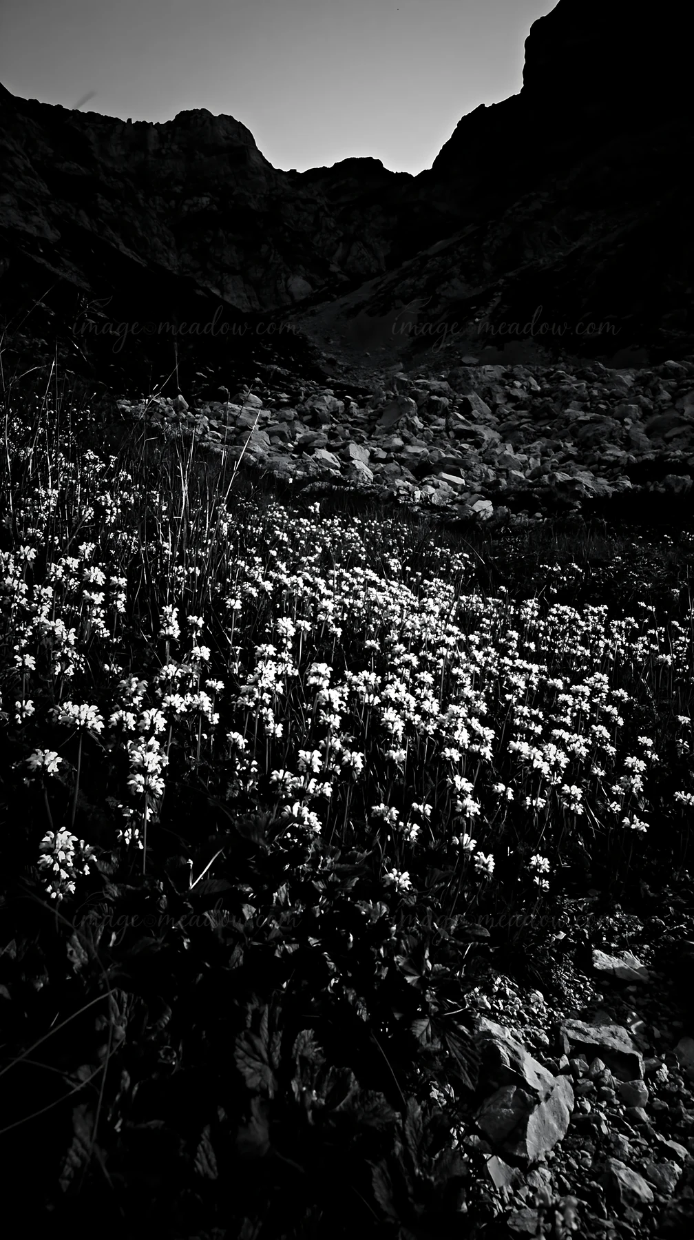 Flowers bloom in a meadow at night, surrounded by rocky hills. The landscape shows a mix of foliage and stones, highlighting nature's diversity in this quiet se