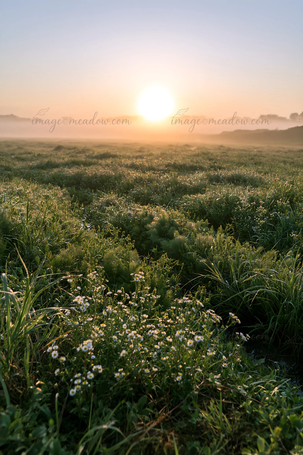 Dew glistens on the grass and flowers in a meadow located in the Niigata floodplain during early morning. The sun rises, casting a warm light over the landscape