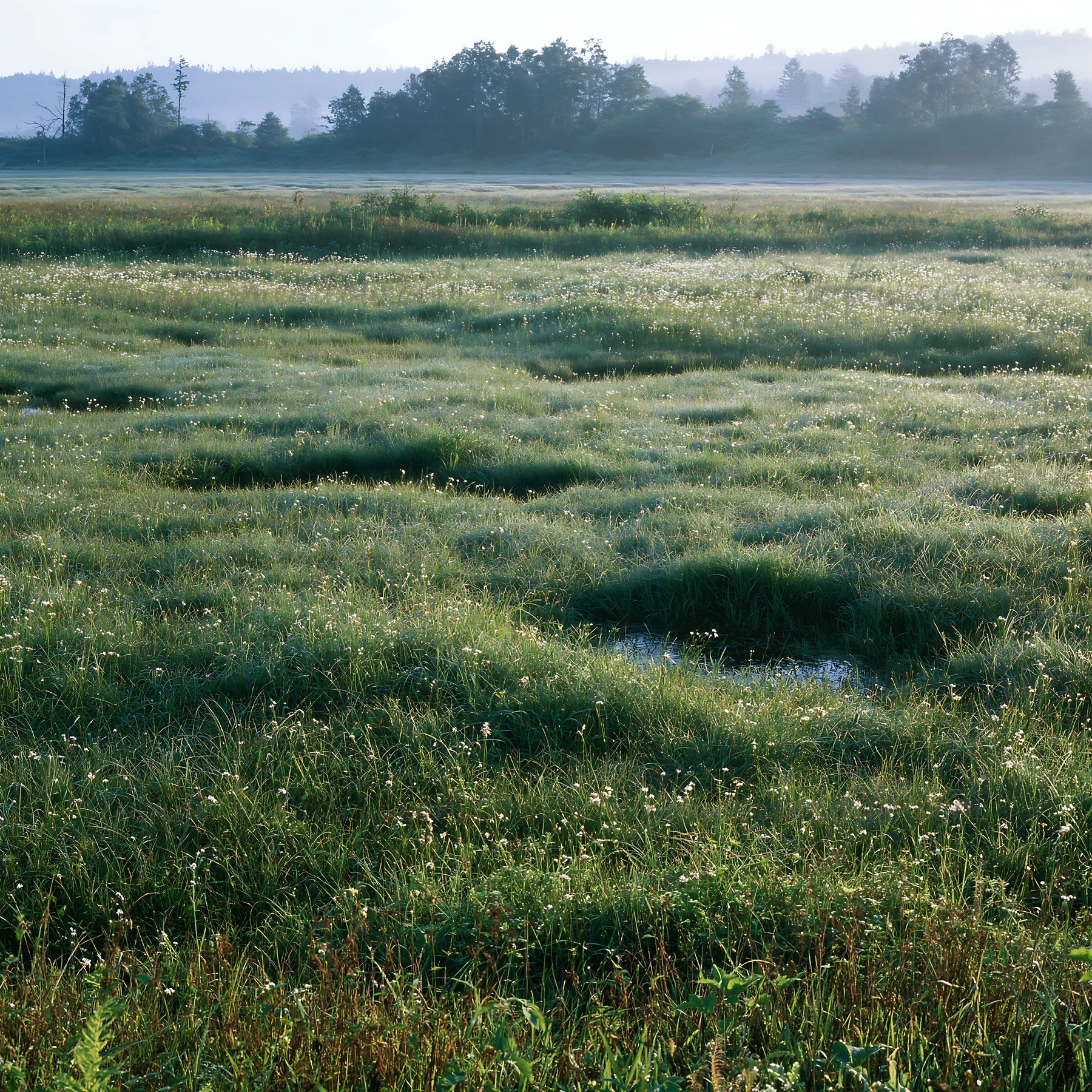 Morning dew covers the grass in a restoration area of Niigata's floodplain. The landscape features lush greenery and traces of water, indicating the health of t