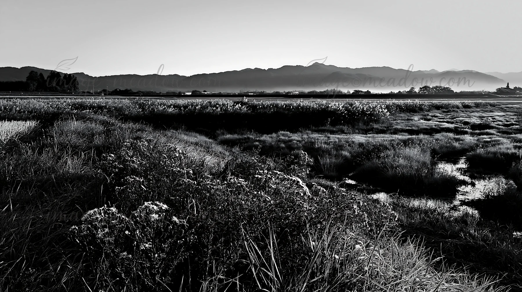 Morning dew covers the grass and flowers in the Niigata floodplain. The sun rises over distant mountains, illuminating the landscape and streams in the foregrou