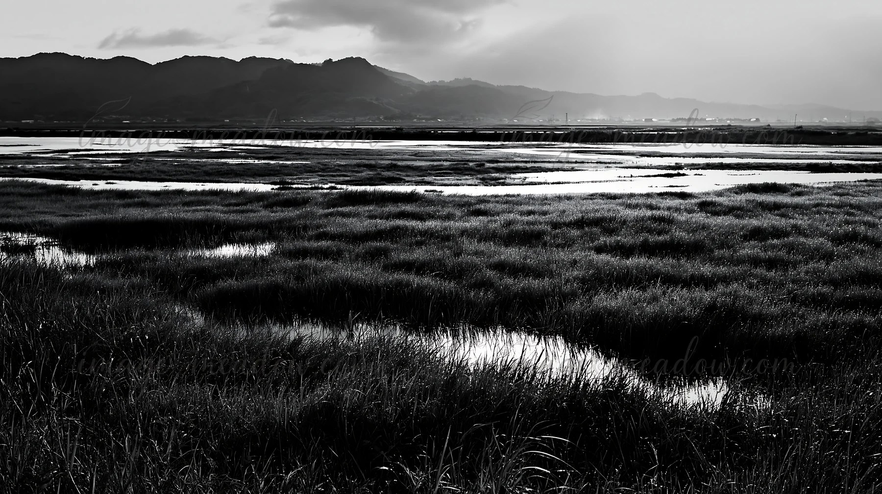 A wide view of a floodplain restoration meadow in Niigata shows dew-covered grass. The landscape features low hills in the background and is captured in black a