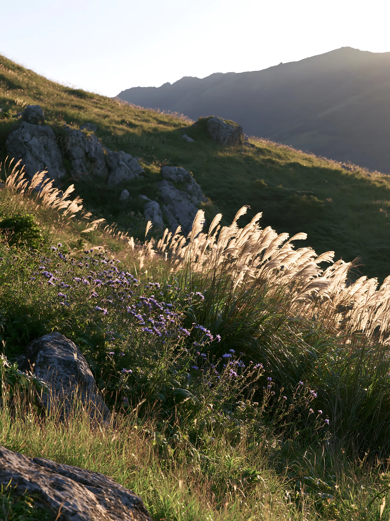 Granite stones are seen amidst tall grasses and purple flowers in Oita highland. The sun casts warm light over the landscape, highlighting natural textures and