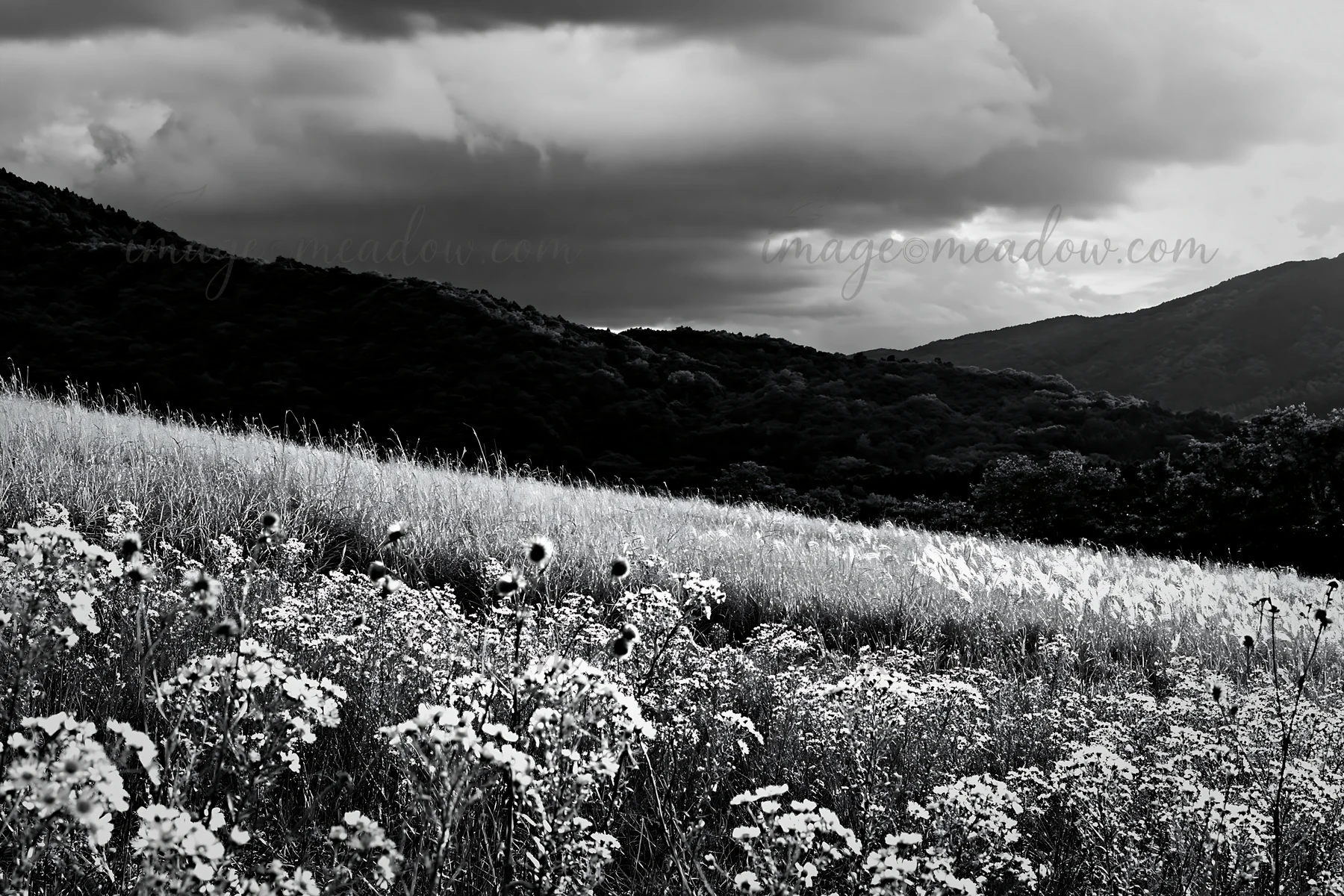 A golden meadow stretches under cloudy skies, with seedheads in the foreground. Rolling hills can be seen in the background, creating a natural landscape scene.