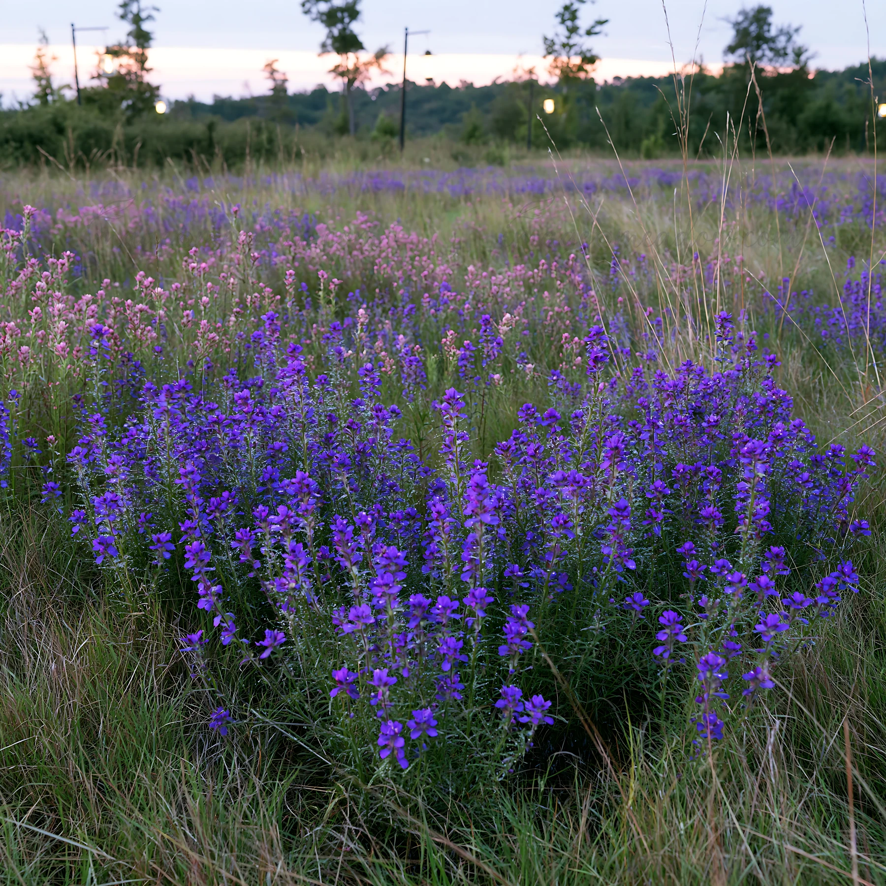 Blue flowers fill a meadow under soft evening light. Lanterns are scattered throughout the space, creating a warm atmosphere as the sun sets behind the tree lin