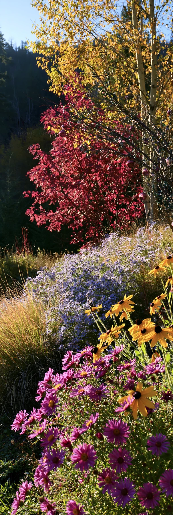 A meadow with winter grasses features colorful baubles. Bright flowers bloom among the foliage. The scene is set in an open area during the winter season.
