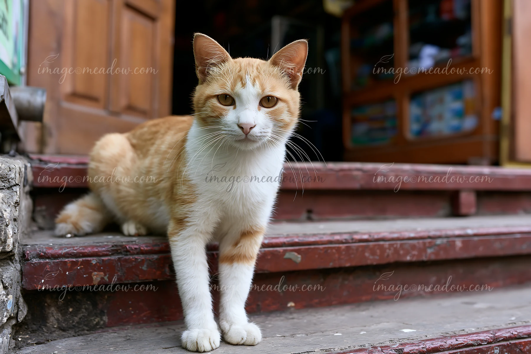 Orange and white cat sits on worn wooden steps outside a building, facing the camera.