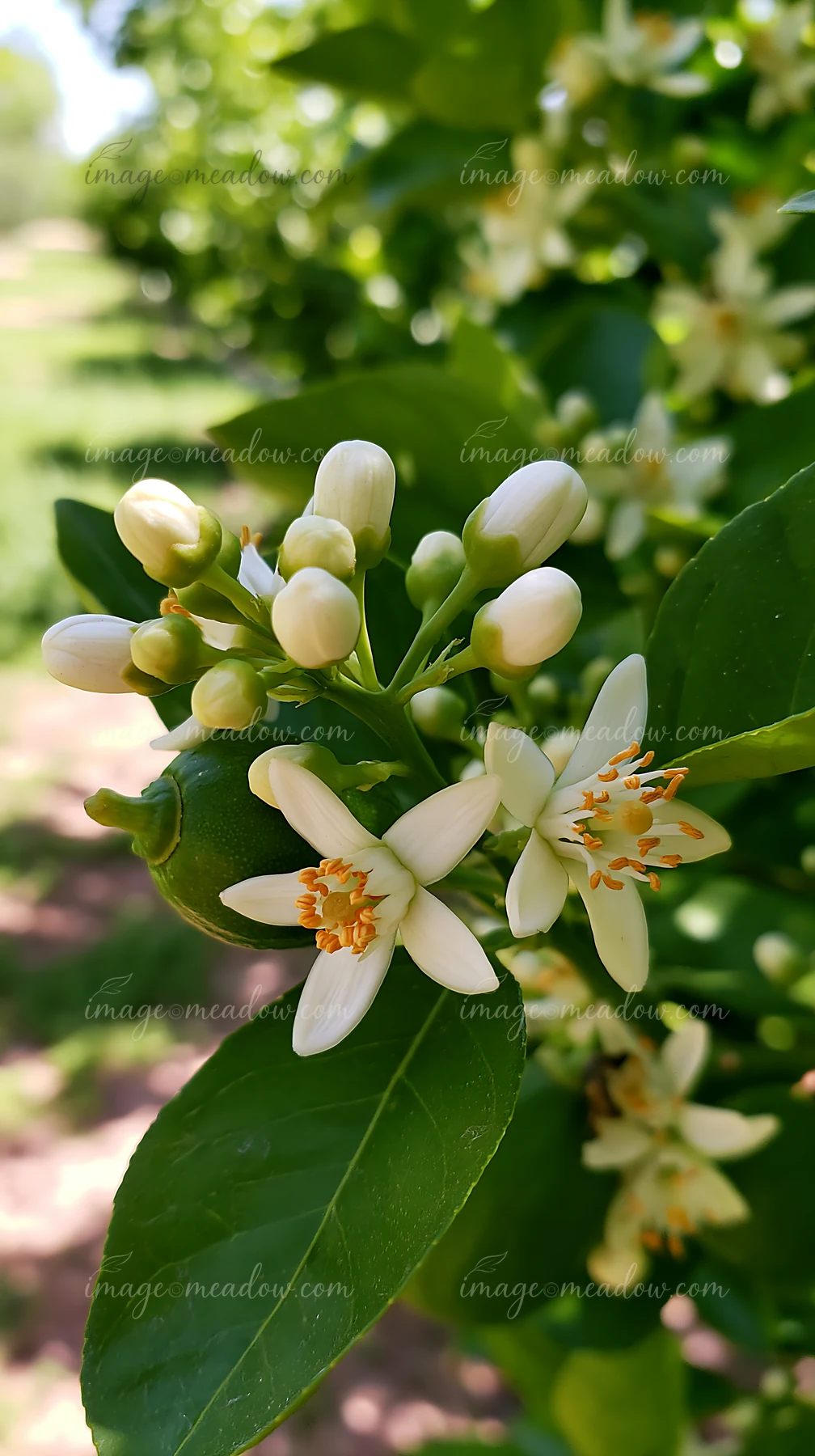 Orange tree flowers close up show clusters of white blooms with yellow centers surrounded by green leaves.