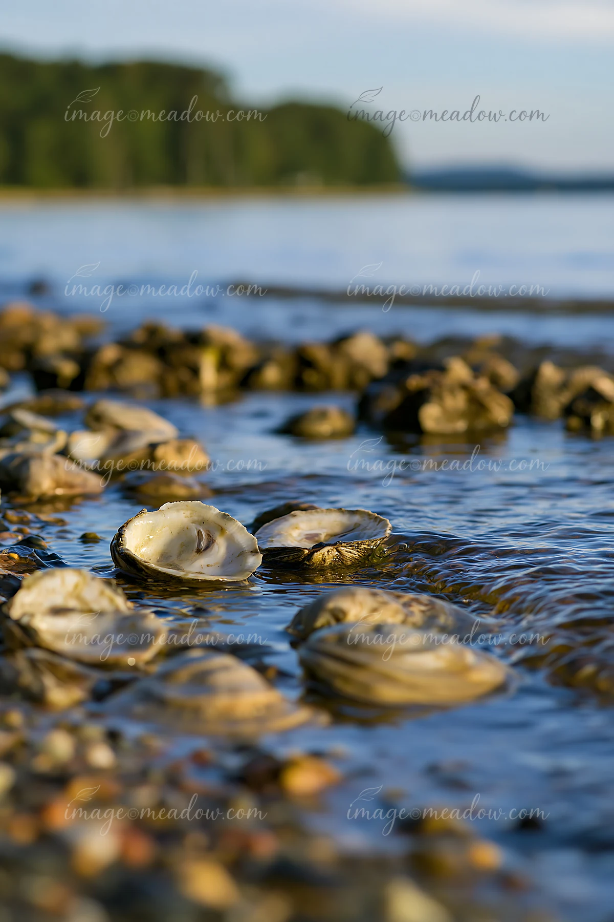 Oysters rest on the wet sand as the tide recedes along the coastline with oyster beds.