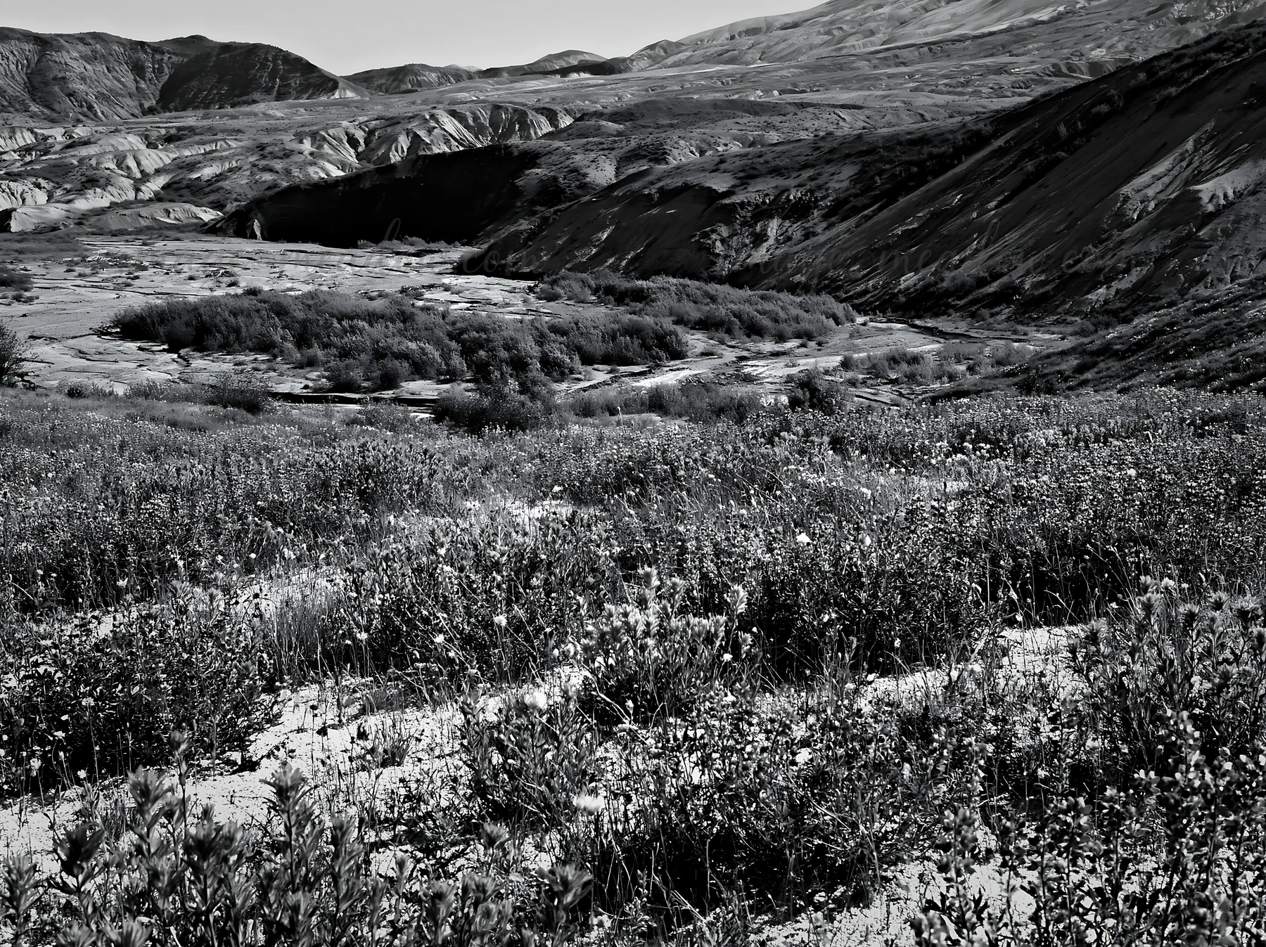 A view shows a meadow with paintbrush lupines growing in a valley. The scene captures the terrain and distant mountains under natural light.