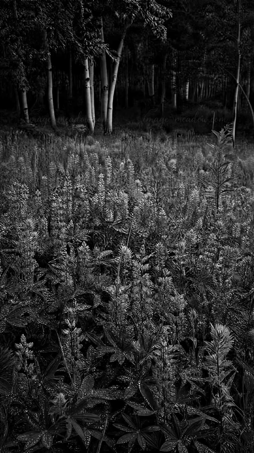 A field filled with paintbrush lupine flowers in various colors sits among lush green plants. Surrounding trees provide a natural backdrop, creating a lively ou