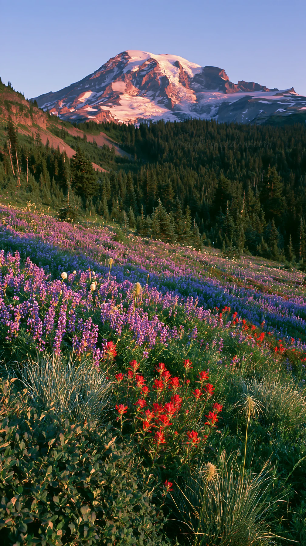 A vibrant meadow features paintbrush and lupine flowers in various colors. The scene is set against a large mountain during daylight. Green grass and trees fill