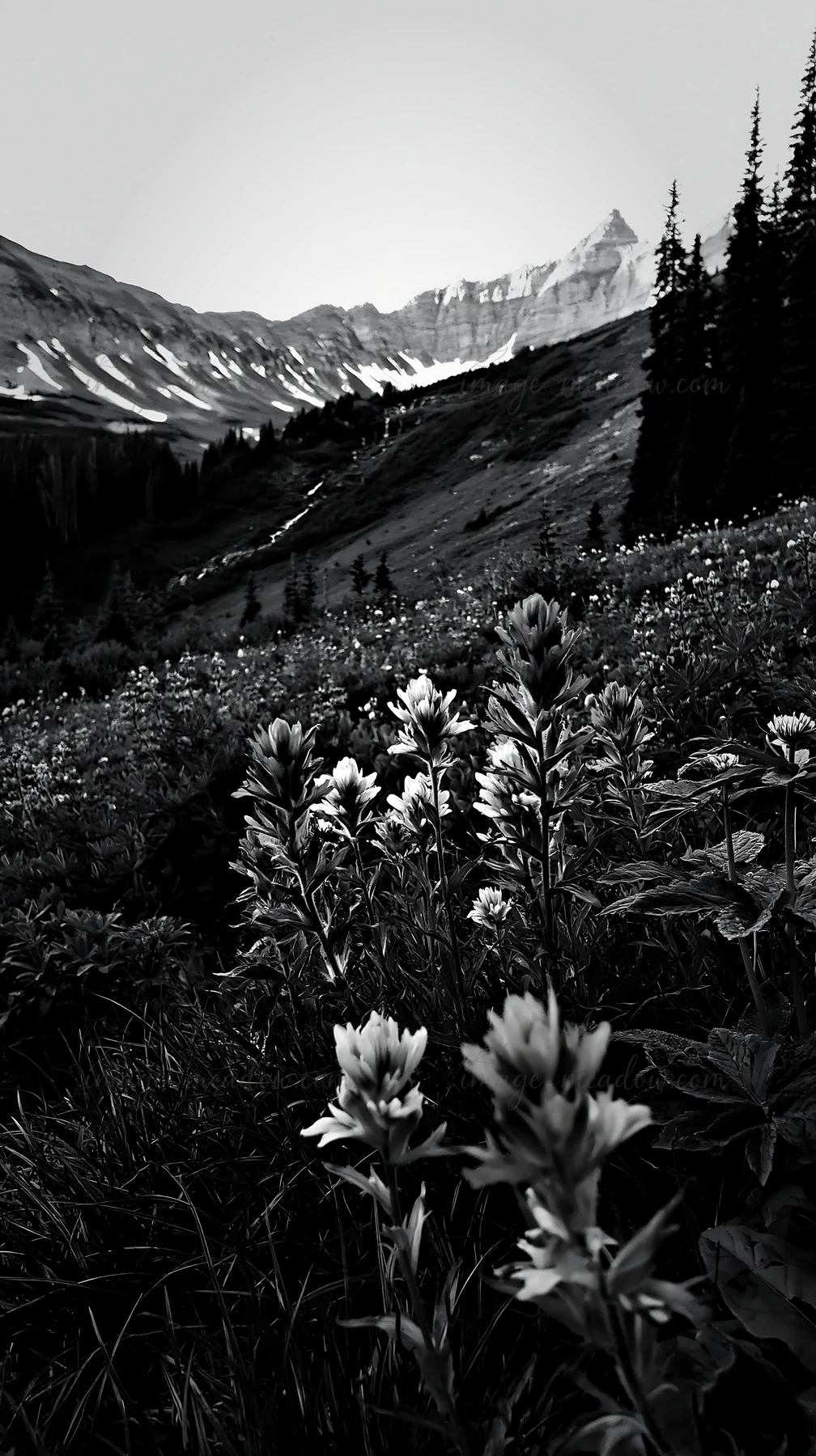 A meadow filled with paintbrush lupine flowers exists in a mountainous area. Surrounding peaks tower in the background, showing snow-capped summits. The scene c
