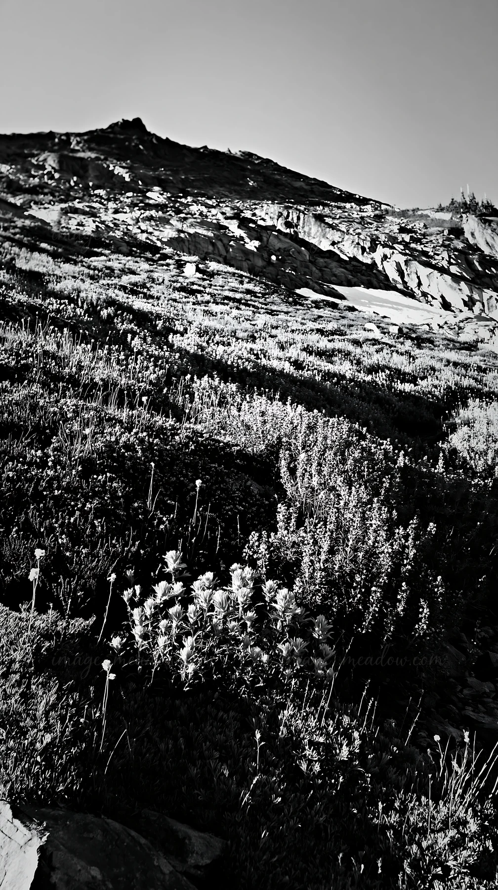 A meadow filled with paintbrush lupines grows on a sloping mountain surface. The hillside shows a mix of flowers and greenery under bright sunlight, highlightin
