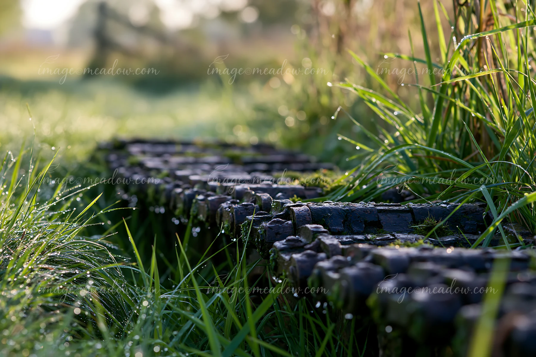 Panzer tank tracks are seen close-up, resting on wet grass in a natural setting with morning dew.