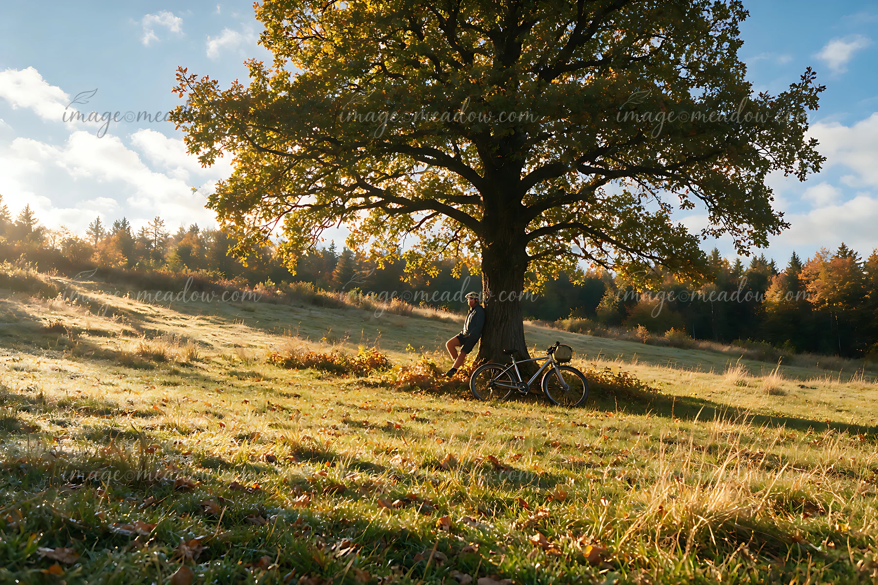 Person resting beside a bicycle beneath a large oak tree in a sunlit autumn meadow.
