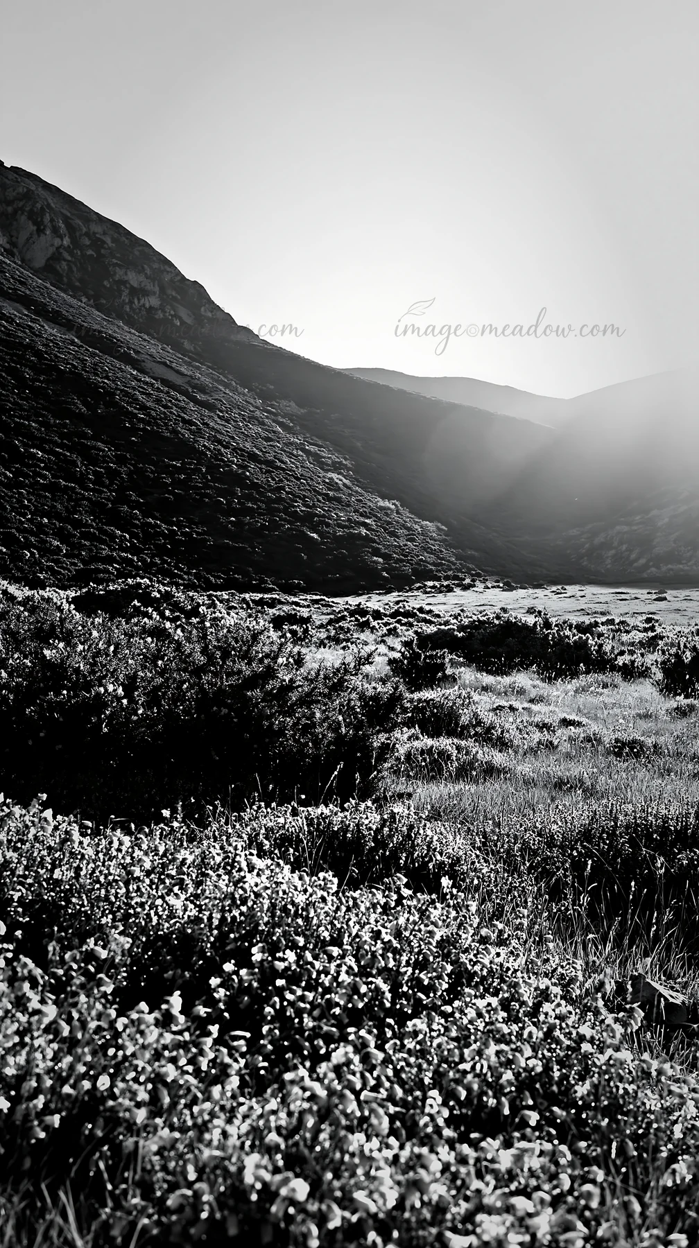 Sunrays shine over a meadow in Picos de Europa, highlighting vibrant purple flowers. Surrounding hills add depth to the natural setting during the day. Presente