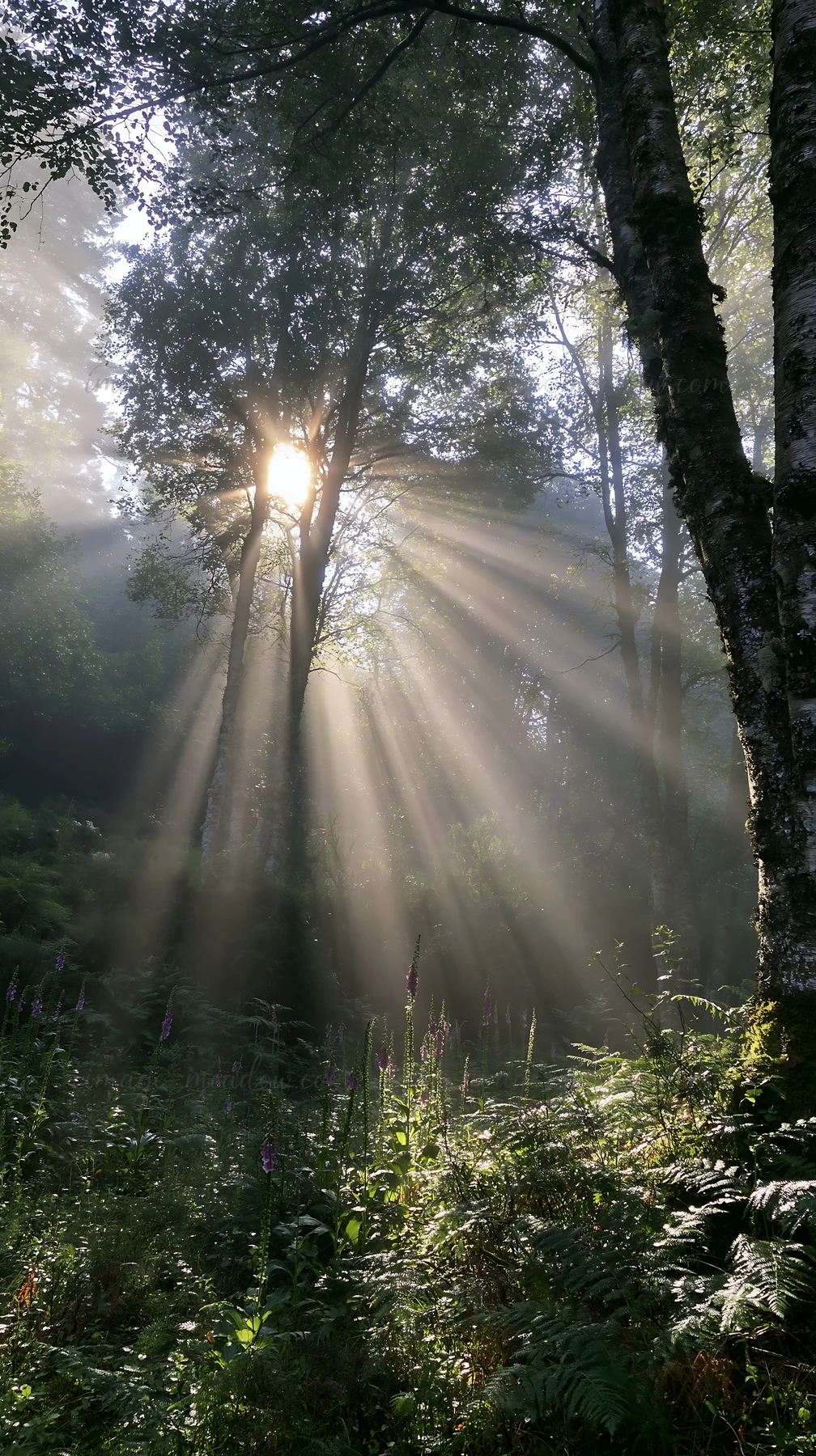 Sunrays penetrate the trees in a meadow at Picos de Europa during the early morning. The light highlights the greenery and creates a dramatic scene in nature.