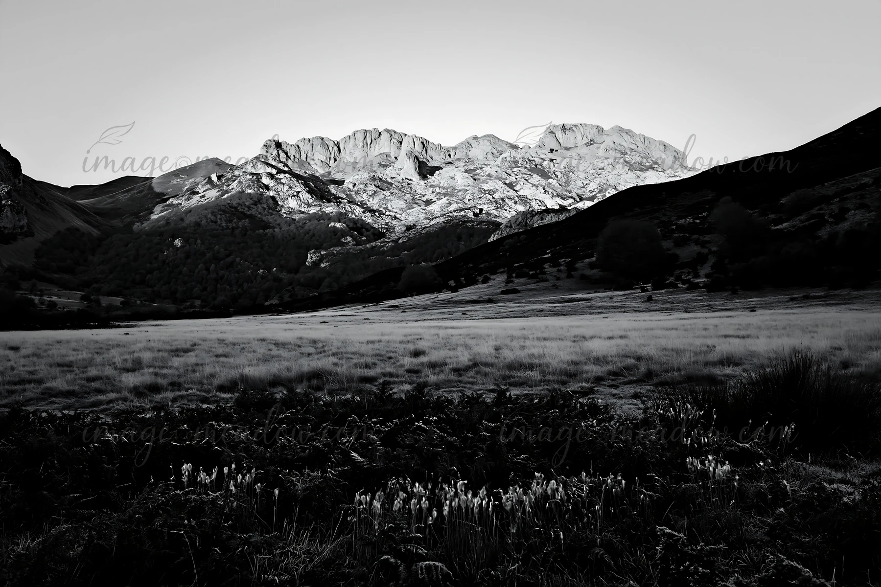 Sunrays illuminate the Picos de Europa mountains in a meadow setting. The landscape features trees and grasslands under a clear sky at sunrise. The scene highli
