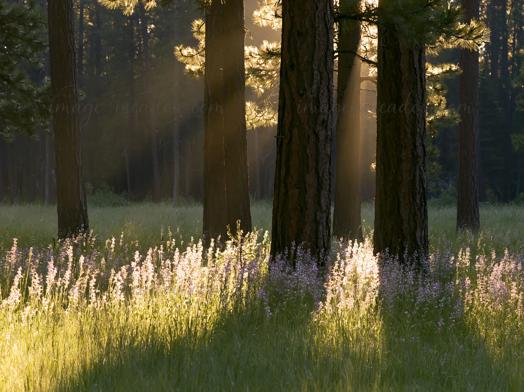 Sunlight filters through tall pine trees in a forest meadow. Wildflowers grow in the grass, creating a natural scene. This location captures the essence of a vi