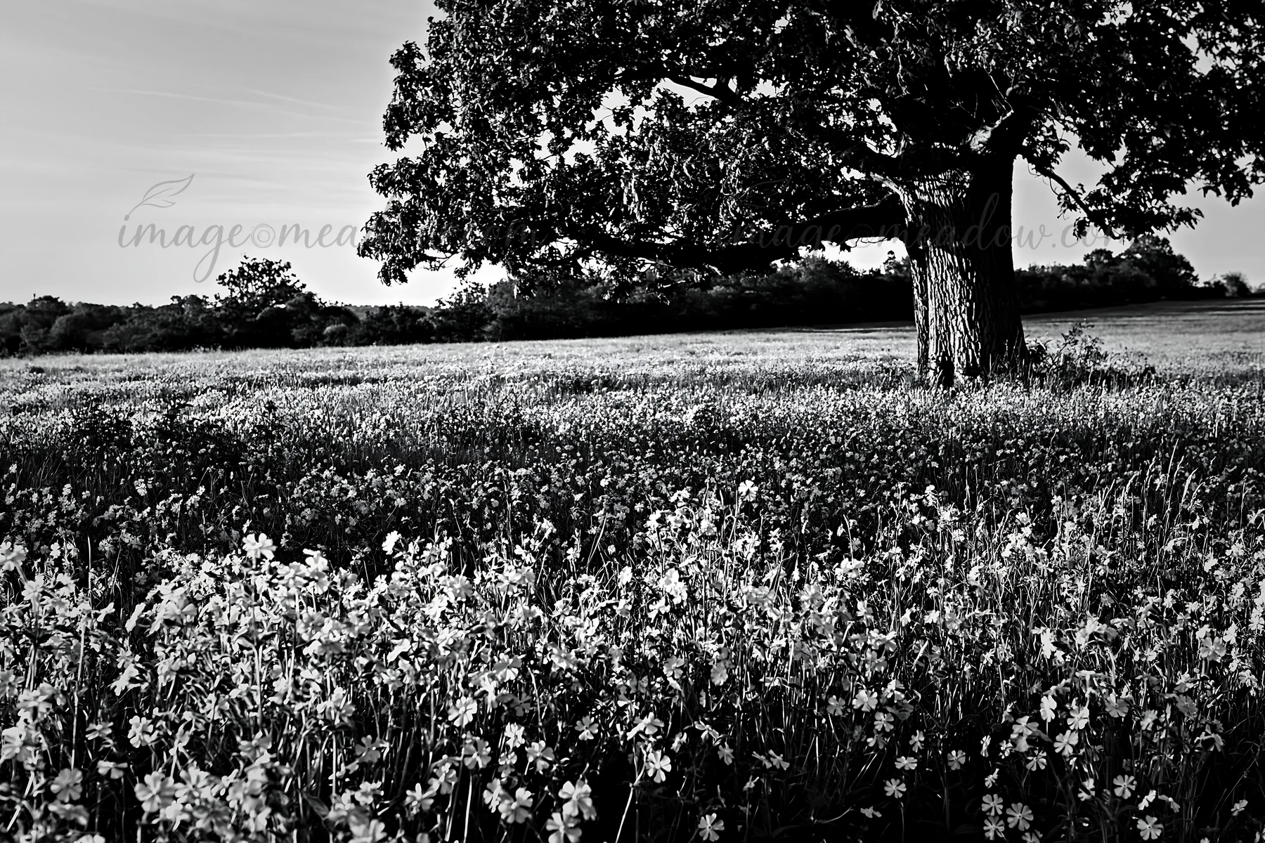 A meadow filled with pink campion flowers stretches across the landscape. A large tree stands at the edge, providing shade. The scene captures the beauty of nat