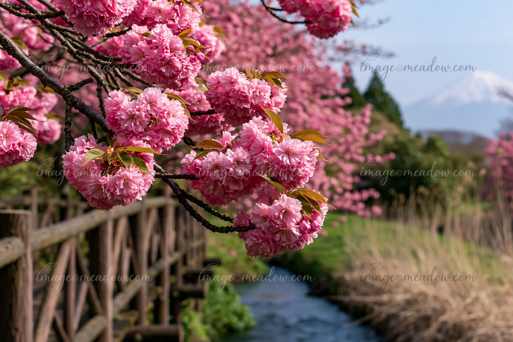 Pink cherry blossom clusters frame Mount Fuji above a narrow stream and rustic wooden supports.