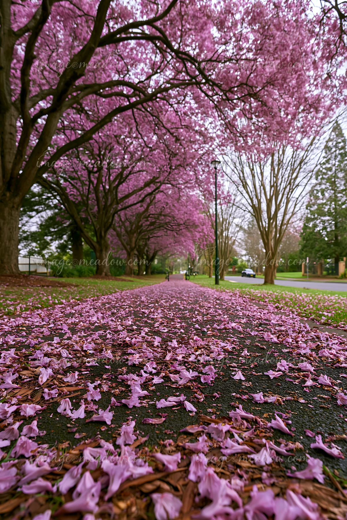Pink flowering trees arch over a paved bicycle path covered with fallen petals in a residential park setting.