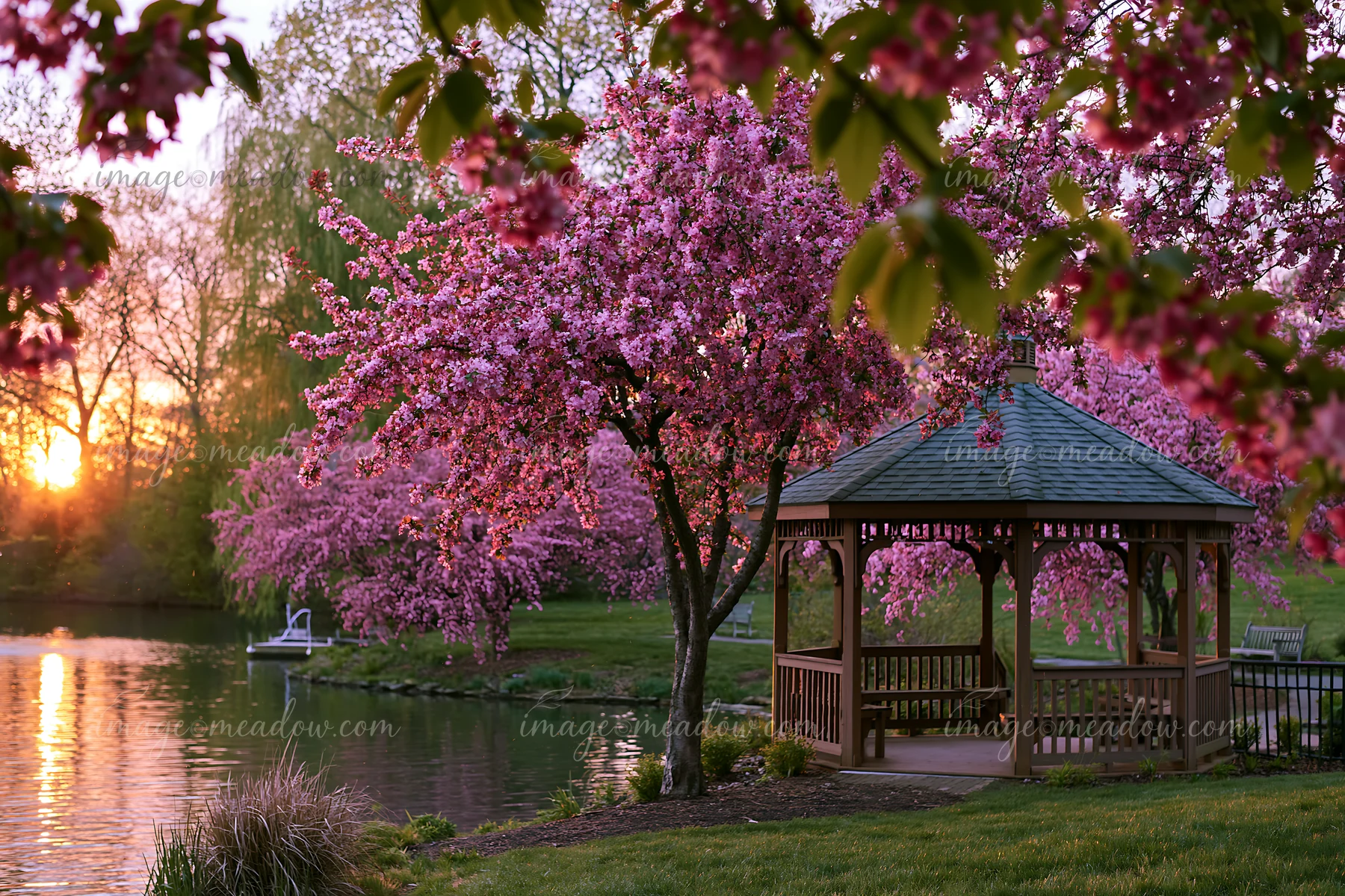 Pink flowering trees beside a lake surround a gazebo as the sun sets in the background.
