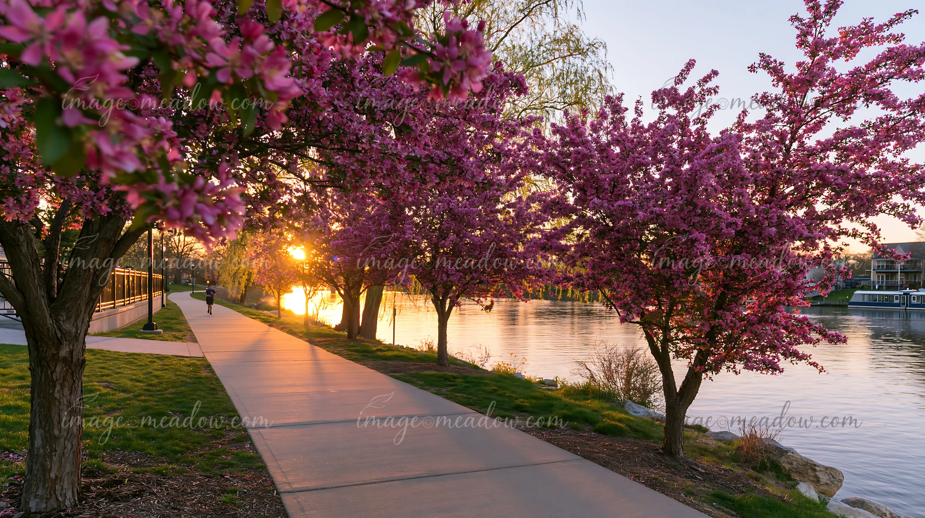 Pink flowering trees line a riverside path beside calm water in warm golden afternoon light.