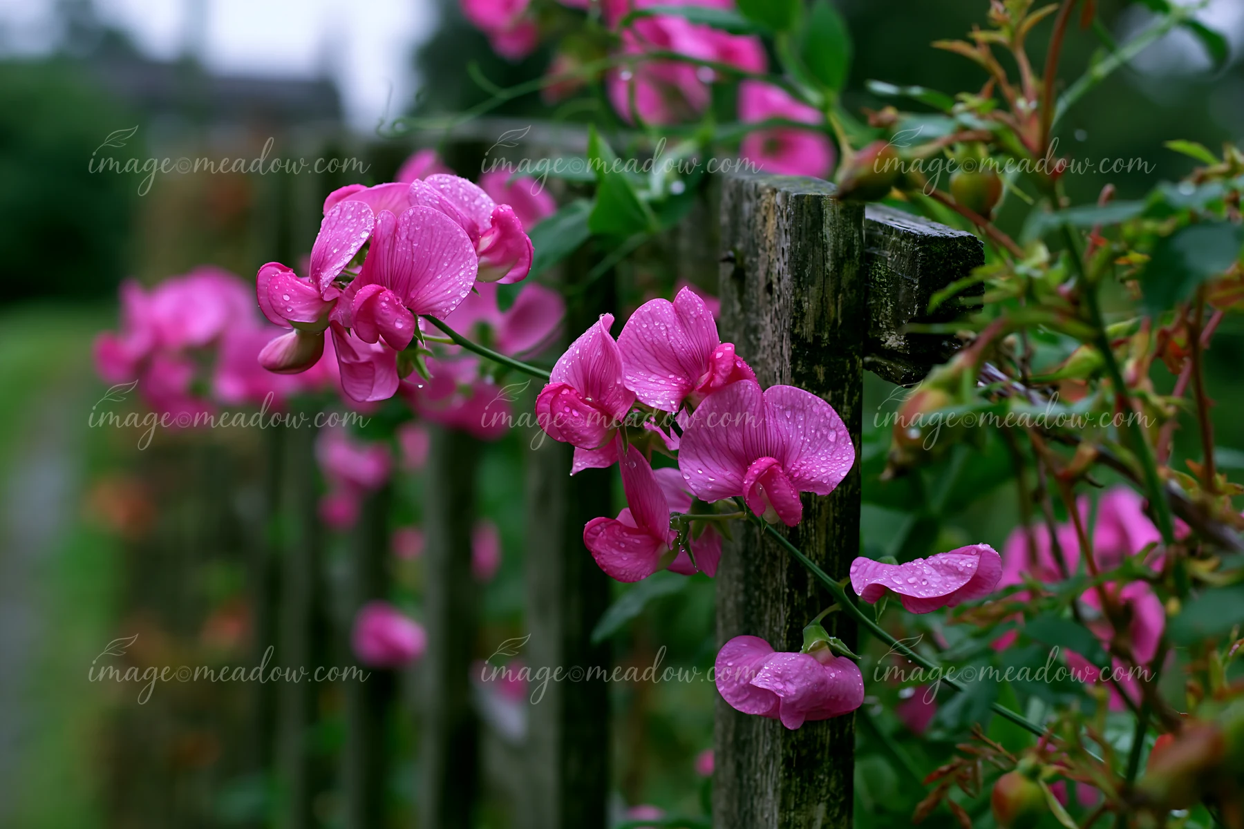 Pink sweet pea flowers climb a weathered wooden trellis, their petals covered with raindrops in a lush garden.