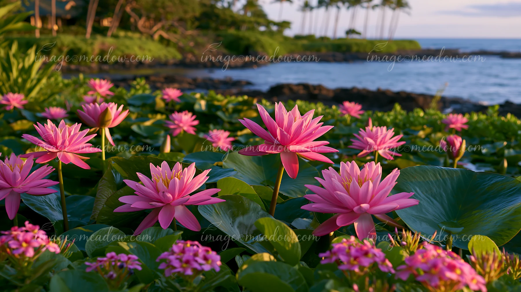 Pink water lilies bloom around a natural pond near the coastline, set against lush greenery and palm trees in the background.
