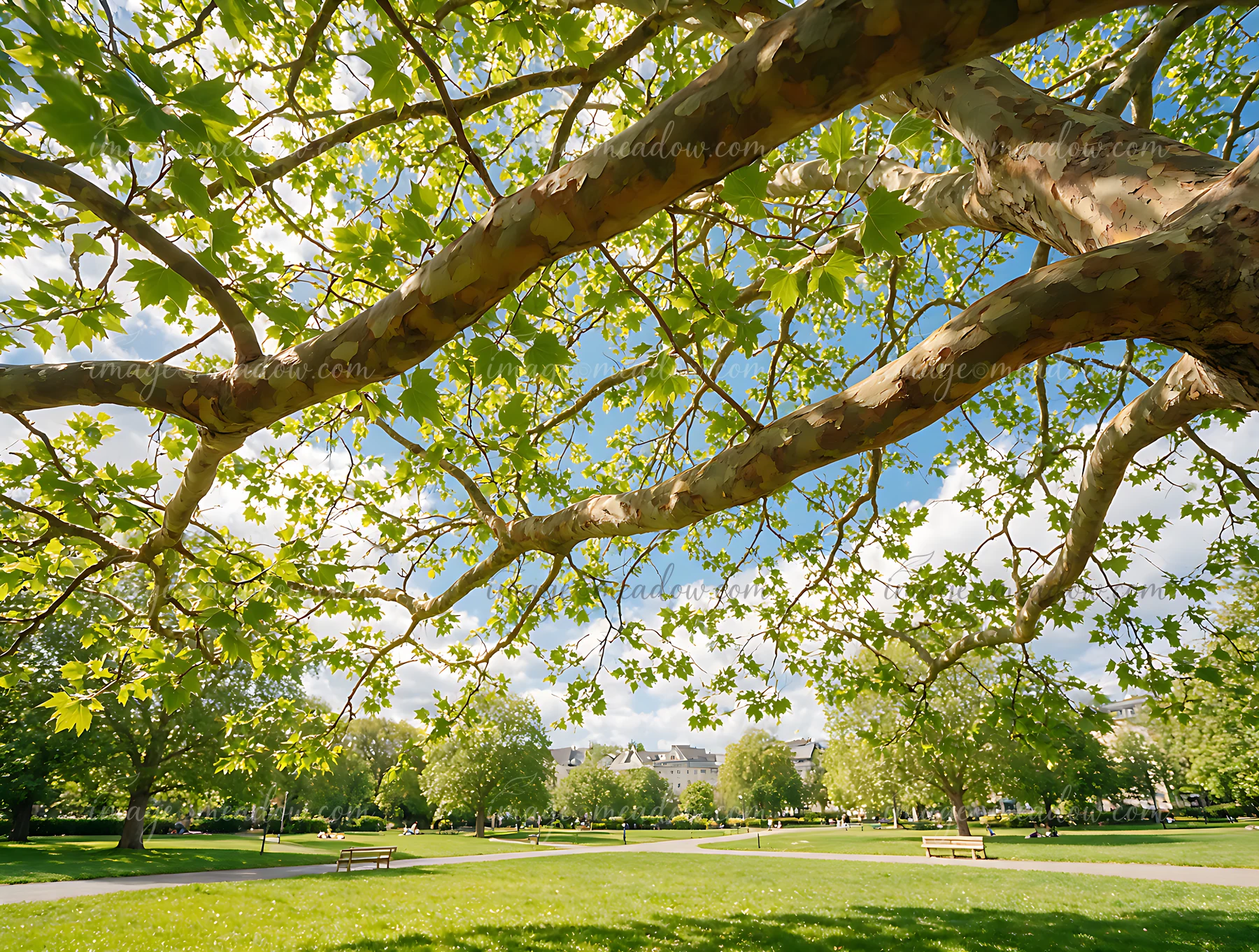 Plane trees in city park create a canopy of green leaves over benches and grassy areas.